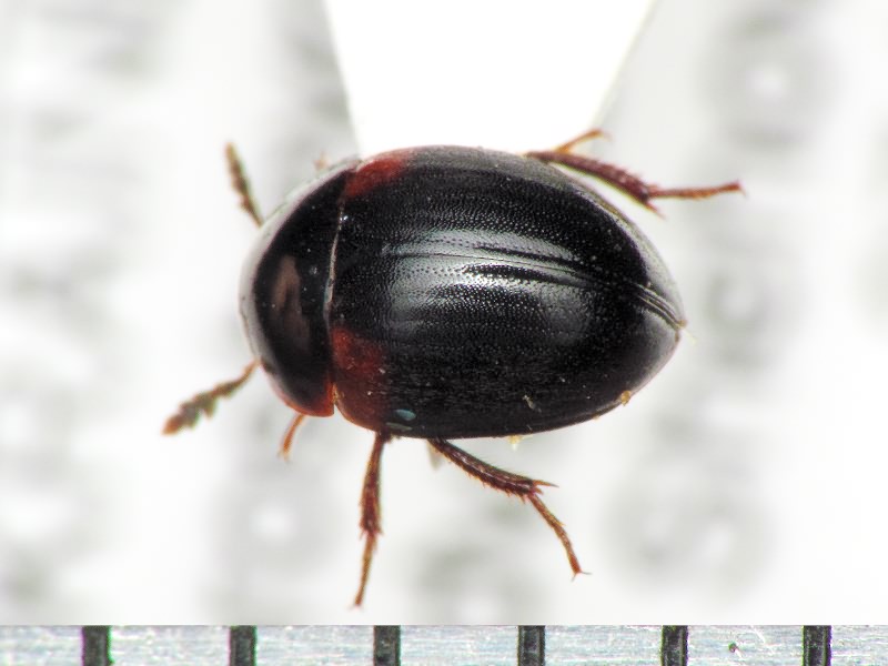 Anisotoma humeralis (Fabricius, 1792)